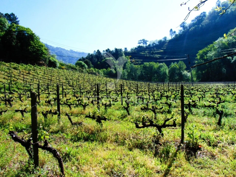 Quinta T0 para Venda em Louredo e Fornelos Foto 16
