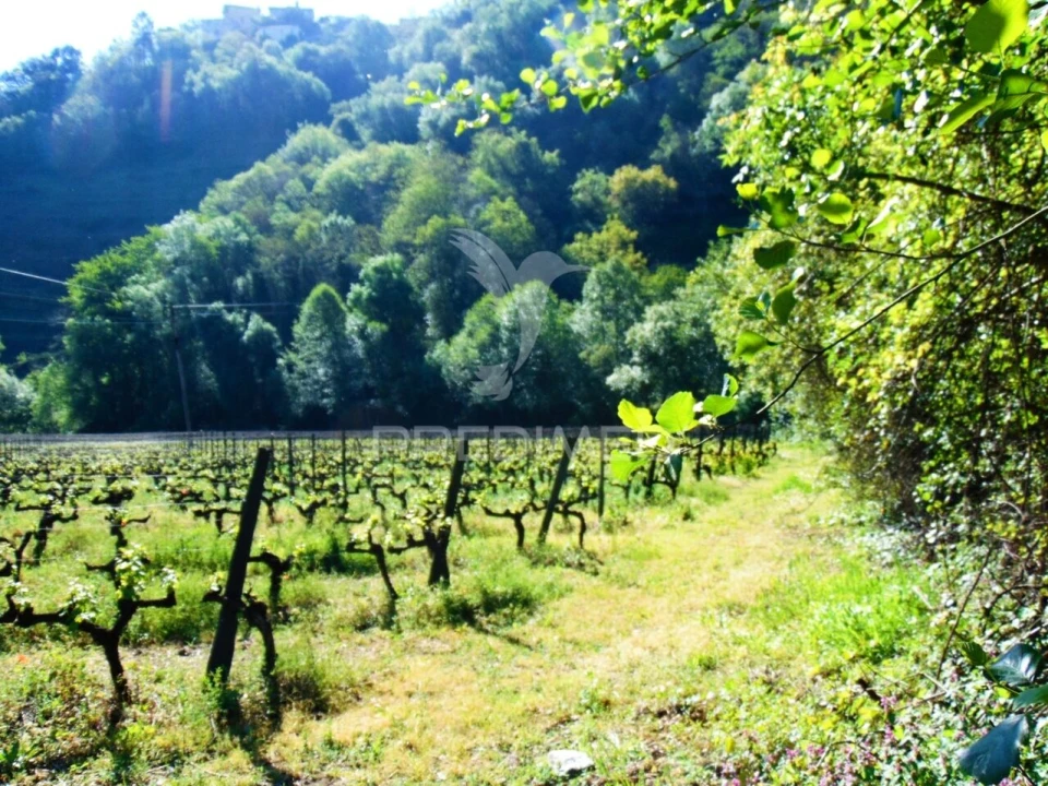 Quinta T0 para Venda em Louredo e Fornelos Foto 24