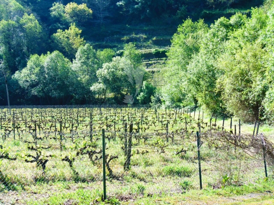 Quinta T0 para Venda em Louredo e Fornelos Foto 13