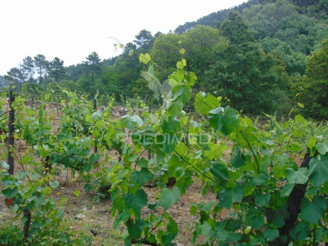 Quinta T0 para Venda em Louredo e Fornelos Foto 12