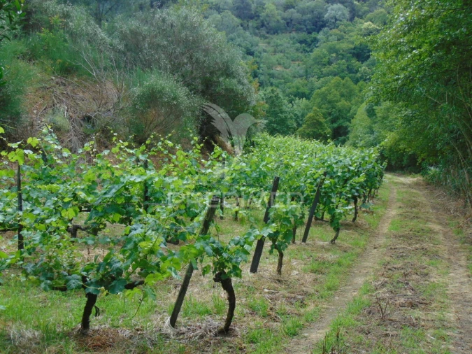 Quinta T0 para Venda em Louredo e Fornelos Foto 9