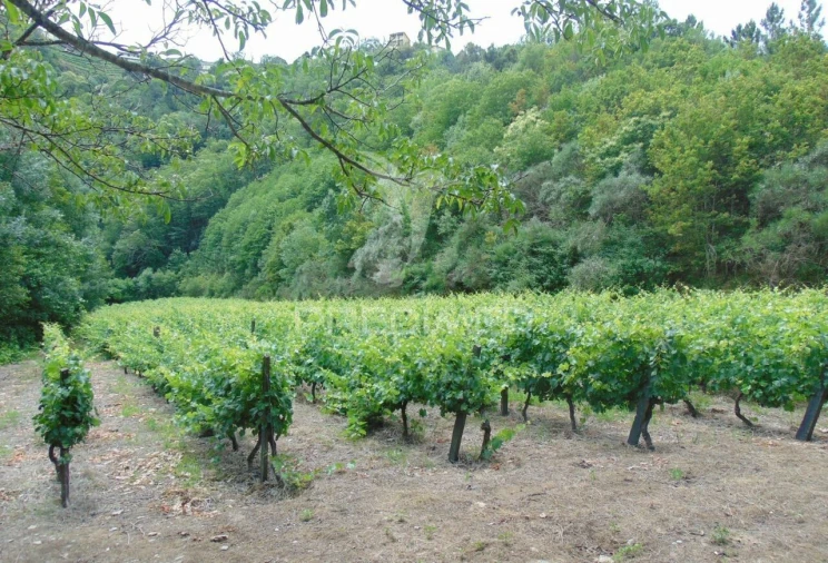 Quinta T0 para Venda em Louredo e Fornelos Foto 17
