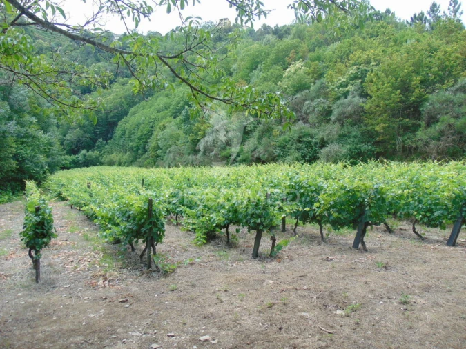 Quinta T0 para Venda em Louredo e Fornelos Foto 5
