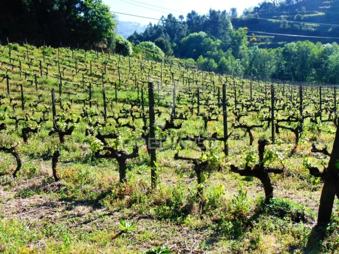 Quinta T0 para Venda em Louredo e Fornelos Foto 14