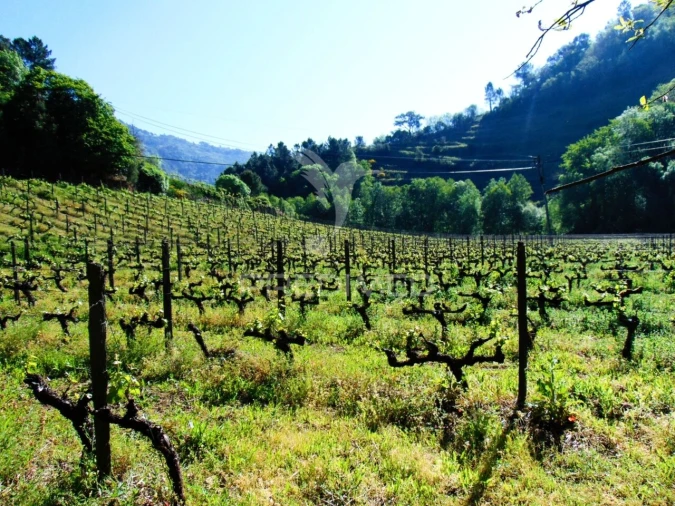 Quinta T0 para Venda em Louredo e Fornelos Foto 16