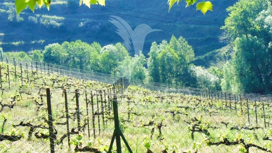 Quinta T0 para Venda em Louredo e Fornelos