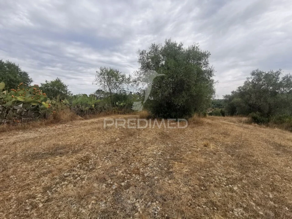 Terreno para Venda em Madalena e Beselga Foto 7