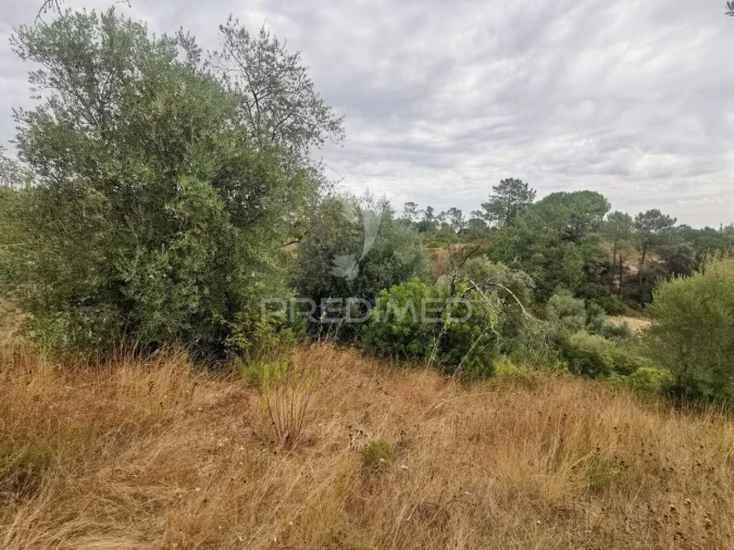 Terreno para Venda em Madalena e Beselga Foto 12