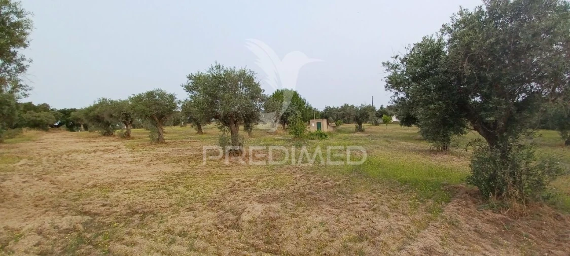 Terreno para Venda em Espírito Santo, Nossa Senhora da Graça e São Simão Foto 4