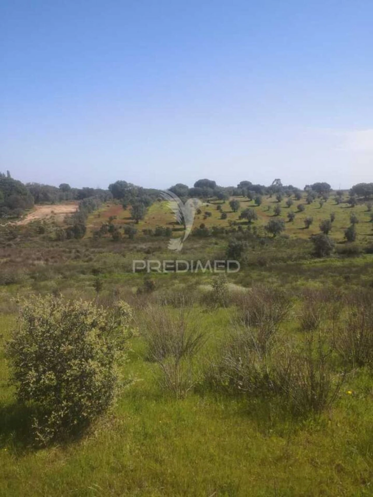 Terreno para Venda em Ferreira do Alentejo e Canhestros Foto 12