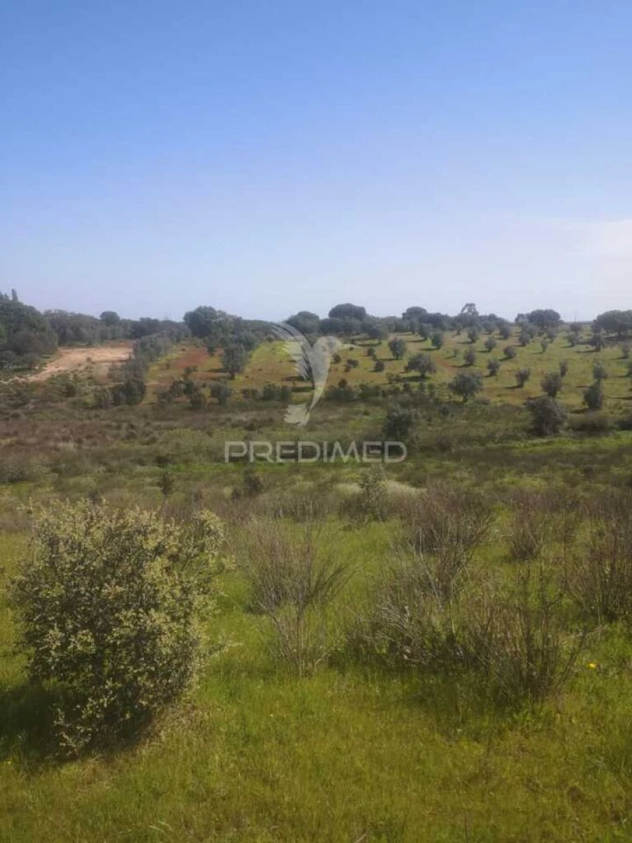 Terreno para Venda em Ferreira do Alentejo e Canhestros Foto 12