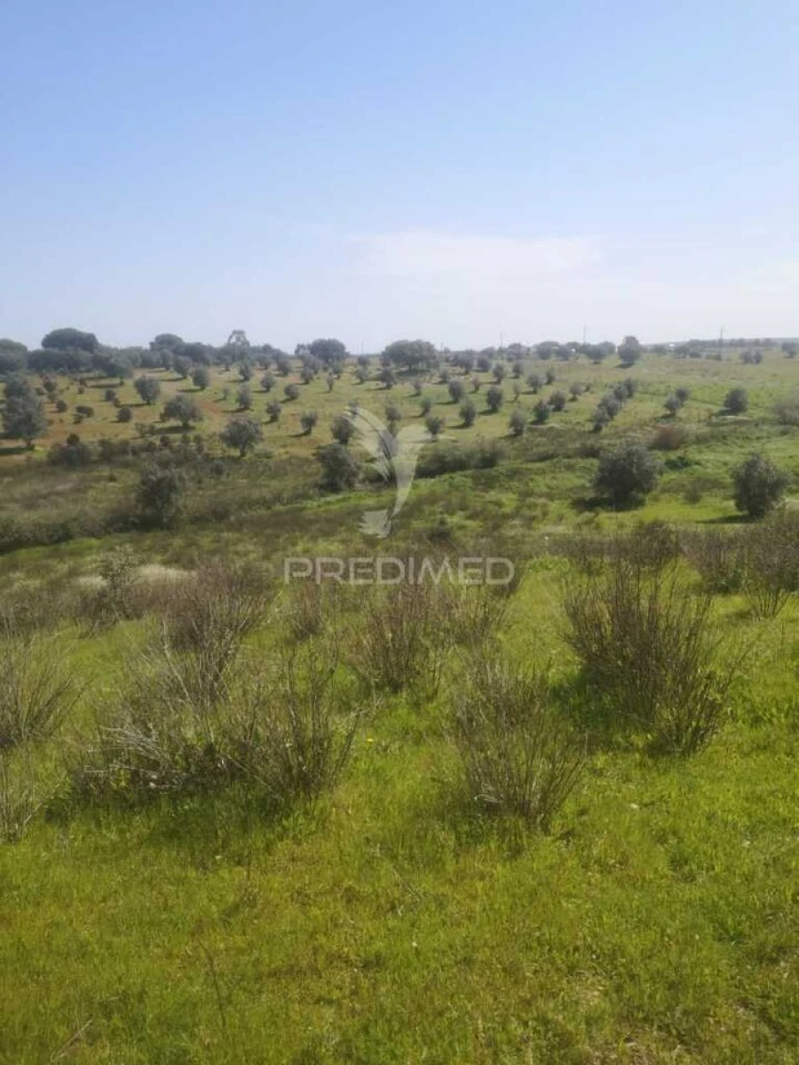 Terreno para Venda em Ferreira do Alentejo e Canhestros Foto 9