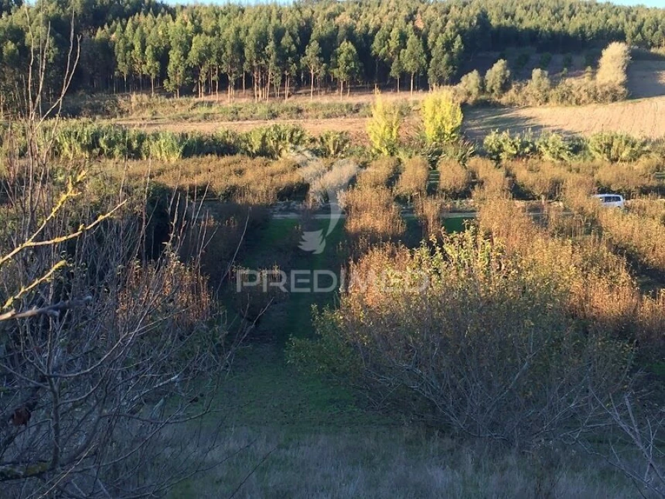 Terreno para Venda em Lourinhã e Atalaia Foto 3