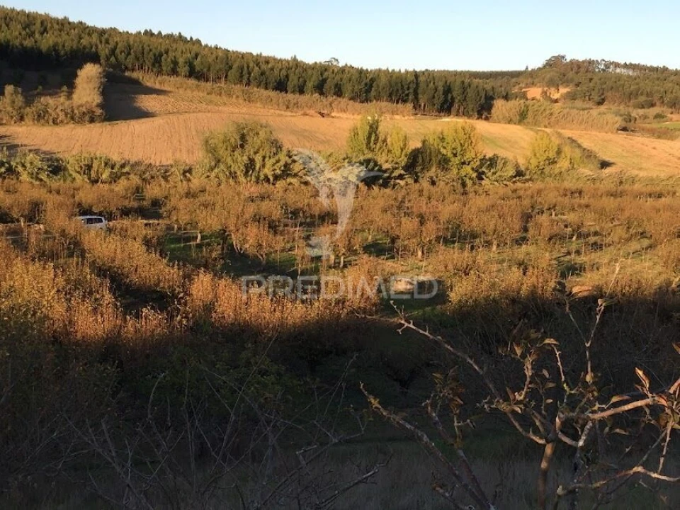 Terreno para Venda em Lourinhã e Atalaia Foto 2