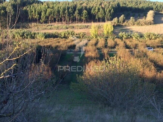 Terreno para Venda em Lourinhã e Atalaia Foto 3