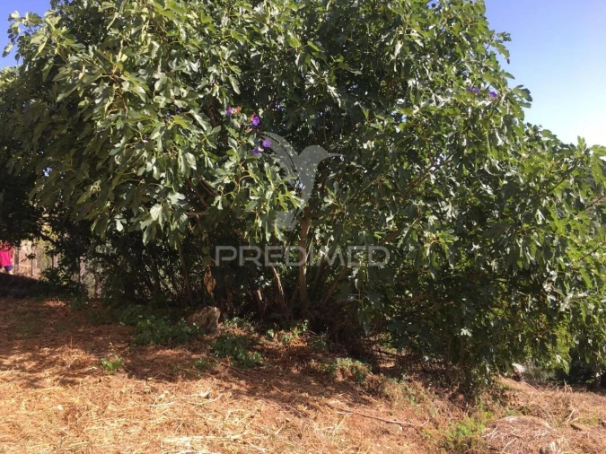 Moradia T6 para Venda em Casais e Alviobeira Foto 6