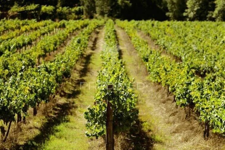 Terreno para Venda em Alenquer (Santo Estêvão e Triana) Foto 10