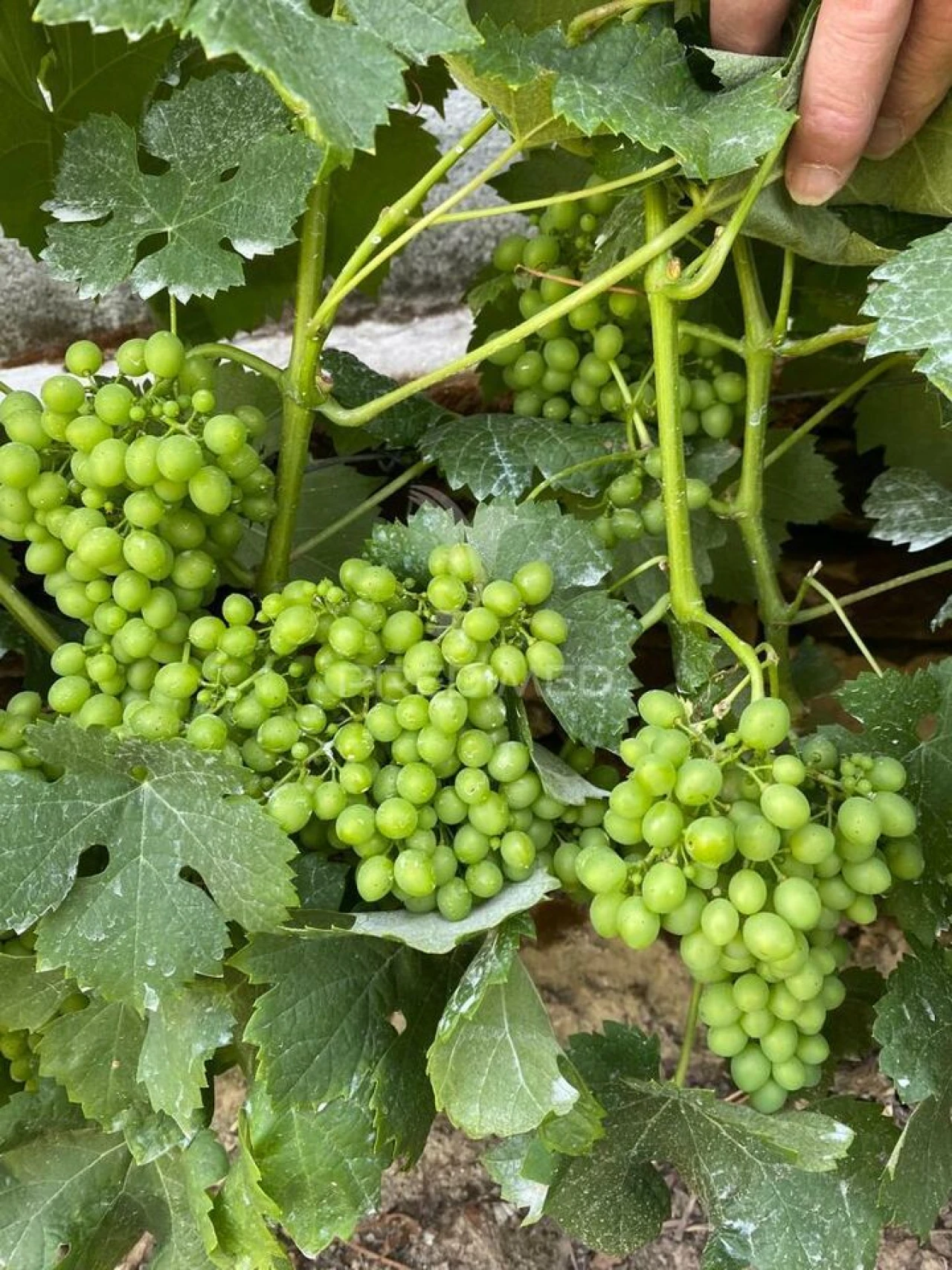 Terreno para Venda em Parada do Bispo e Valdigem Foto 23