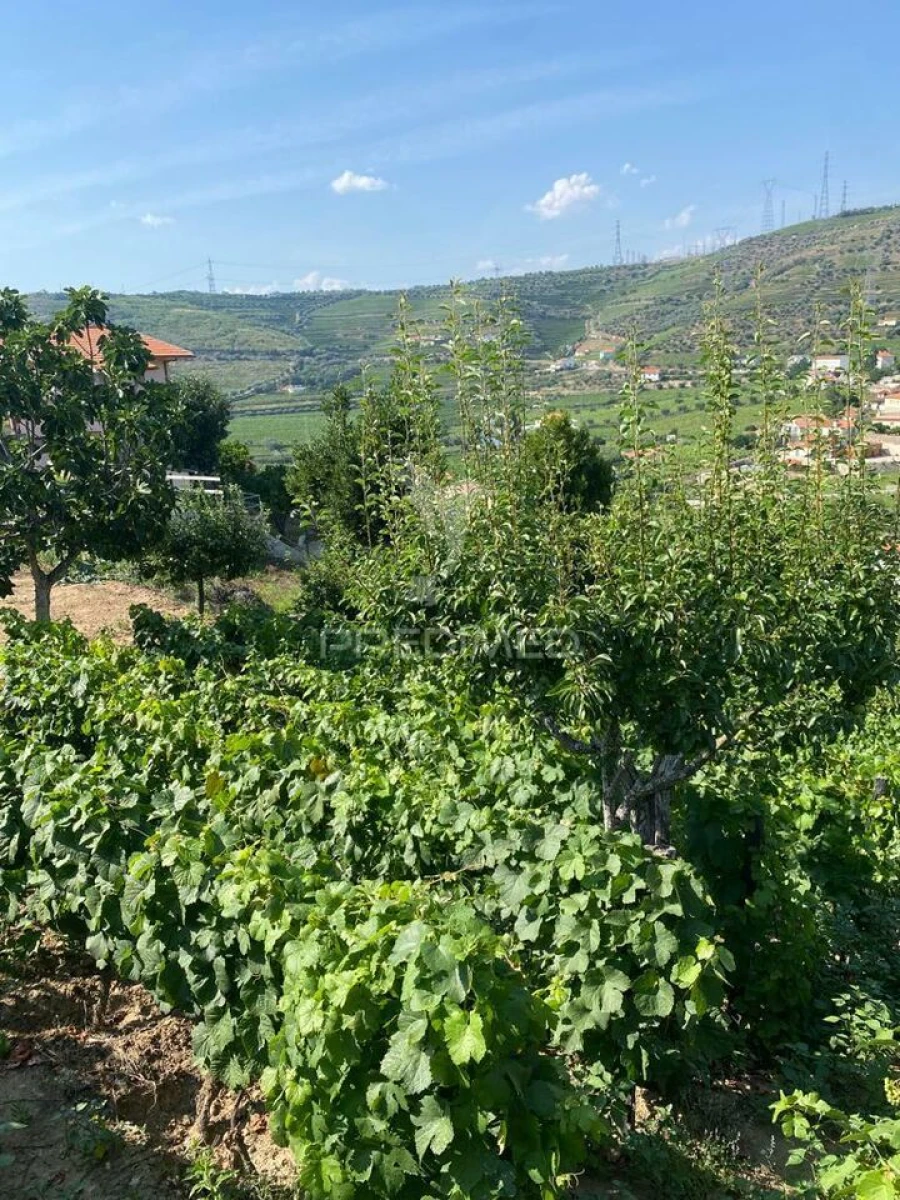 Terreno para Venda em Parada do Bispo e Valdigem Foto 11