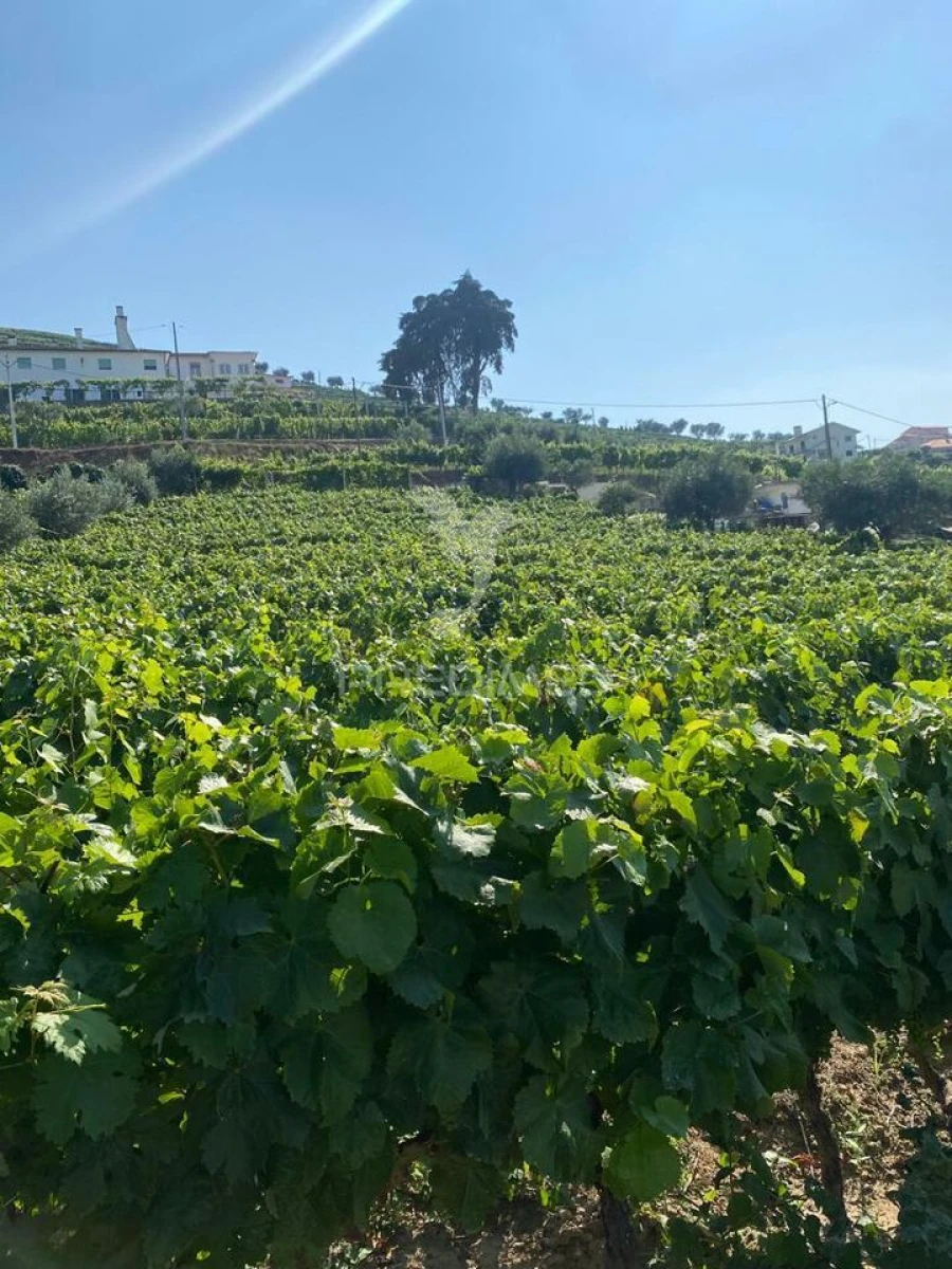 Terreno para Venda em Parada do Bispo e Valdigem Foto 10