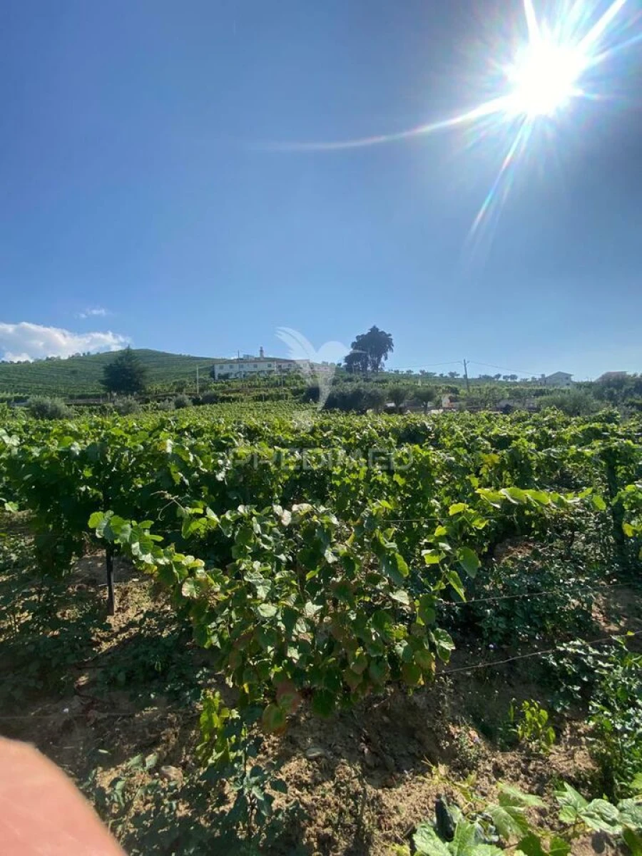 Terreno para Venda em Parada do Bispo e Valdigem Foto 19