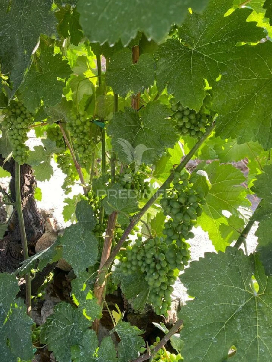 Terreno para Venda em Parada do Bispo e Valdigem Foto 6