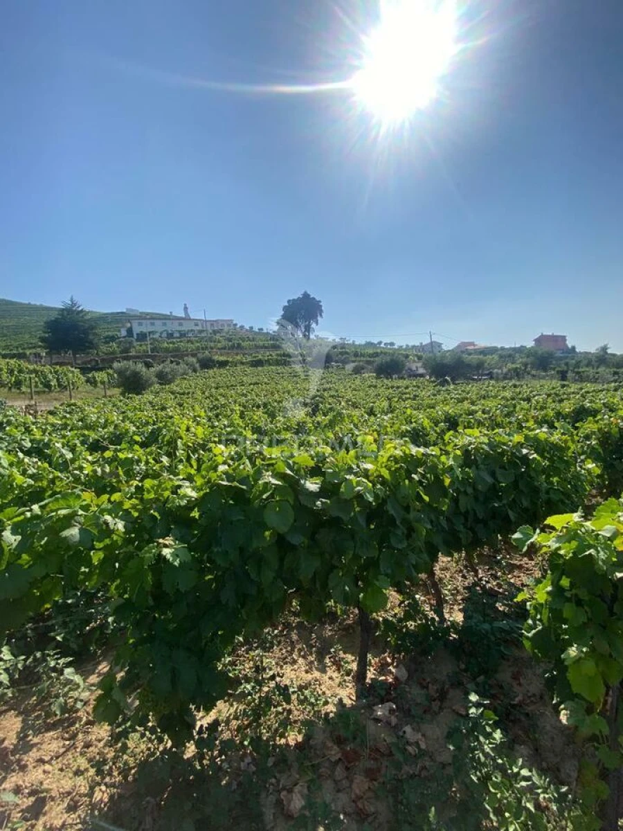 Terreno para Venda em Parada do Bispo e Valdigem Foto 9