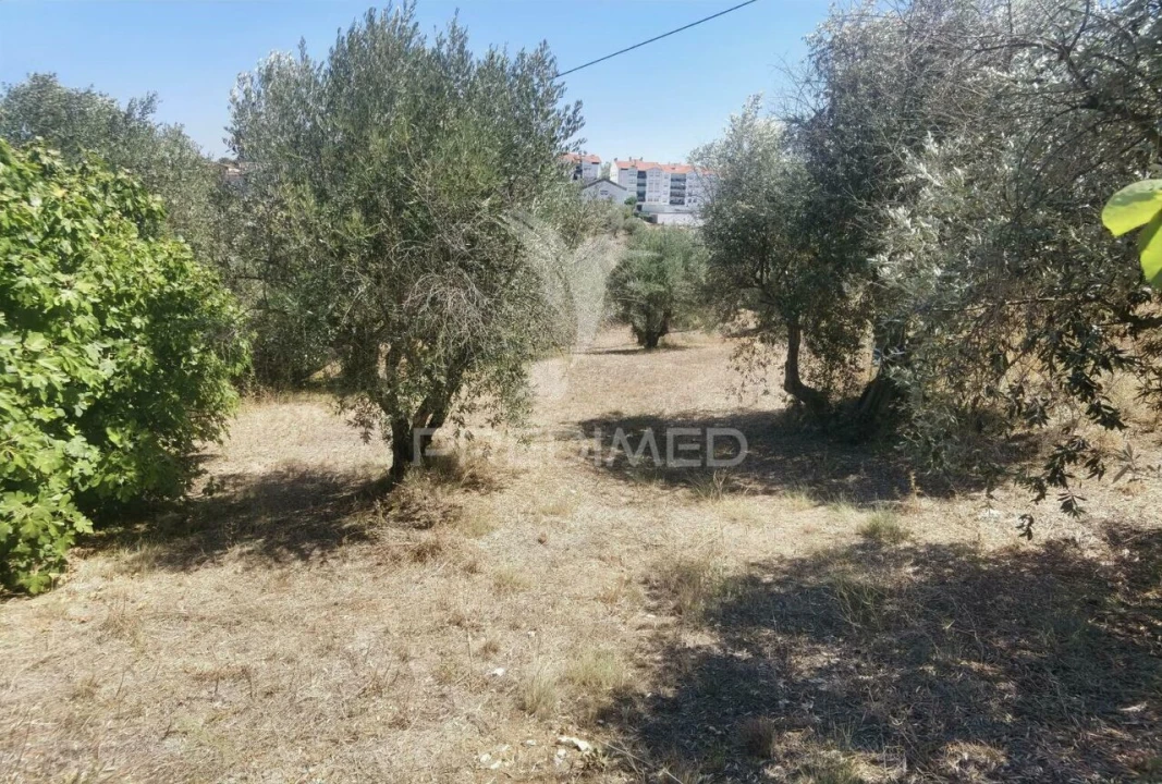 Terreno para Venda em Alcanena e Vila Moreira Foto 11
