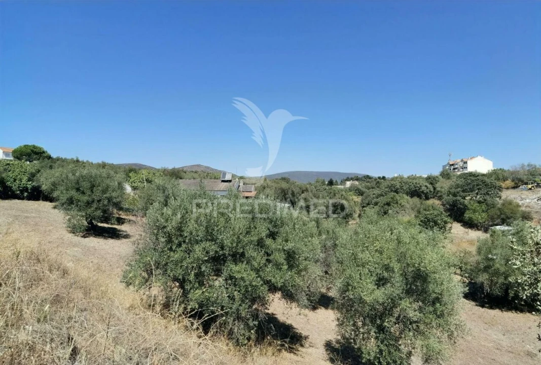 Terreno para Venda em Alcanena e Vila Moreira Foto 19