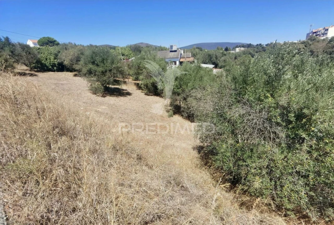 Terreno para Venda em Alcanena e Vila Moreira Foto 14