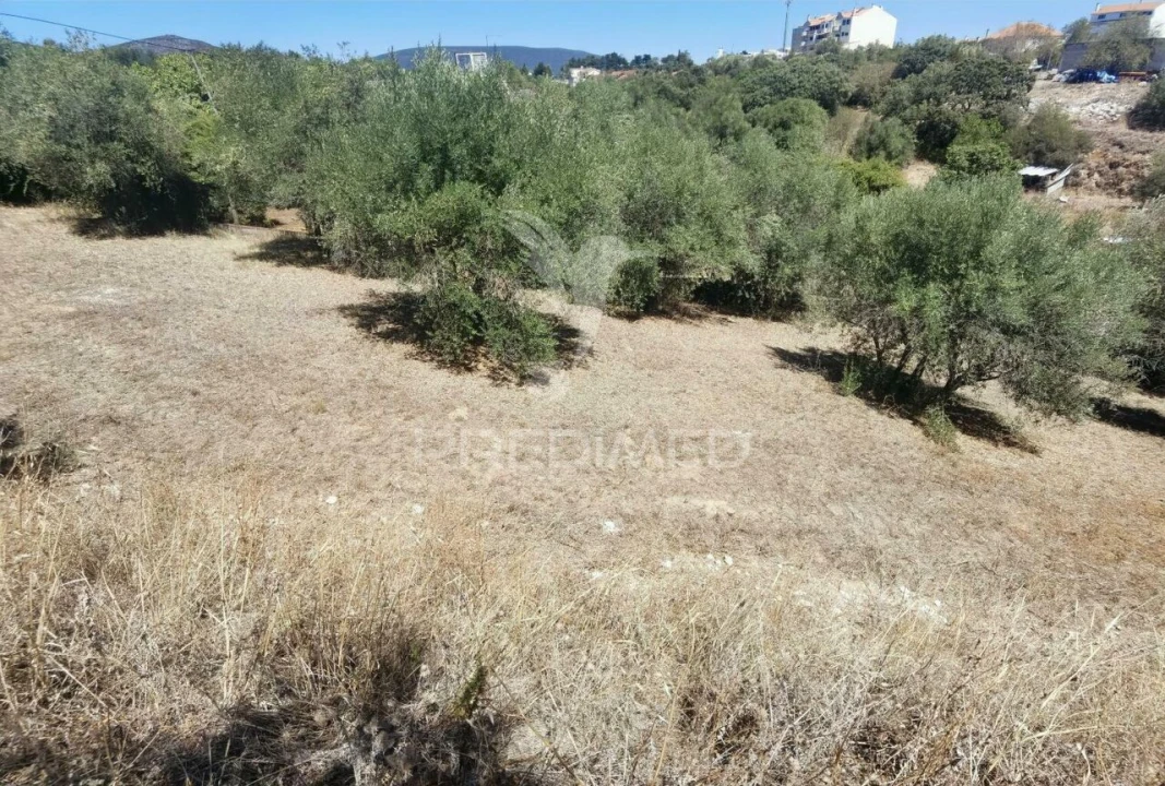 Terreno para Venda em Alcanena e Vila Moreira Foto 17