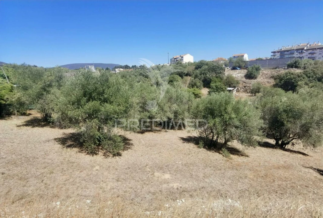 Terreno para Venda em Alcanena e Vila Moreira Foto 13