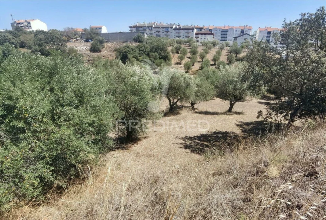 Terreno para Venda em Alcanena e Vila Moreira Foto 15