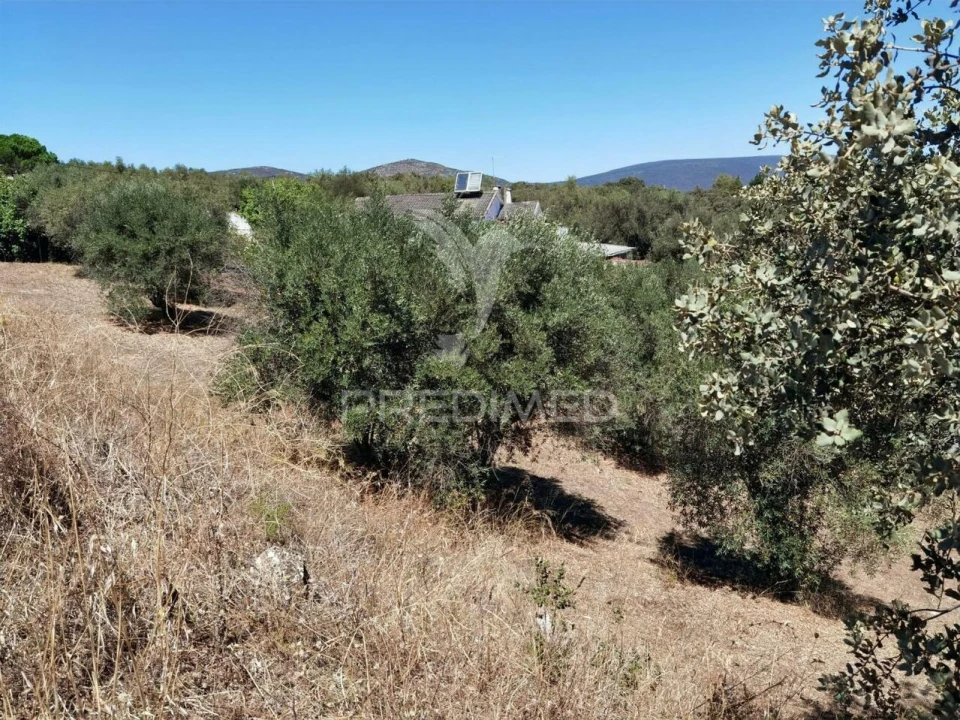 Terreno para Venda em Alcanena e Vila Moreira Foto 8
