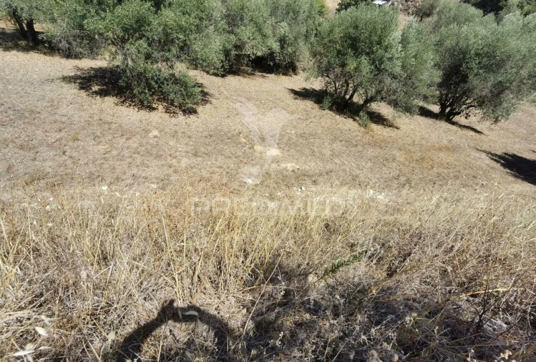 Terreno para Venda em Alcanena e Vila Moreira Foto 22