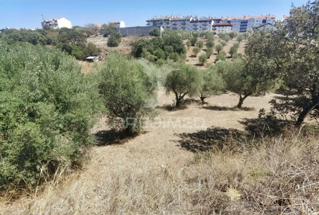 Terreno para Venda em Alcanena e Vila Moreira Foto 16