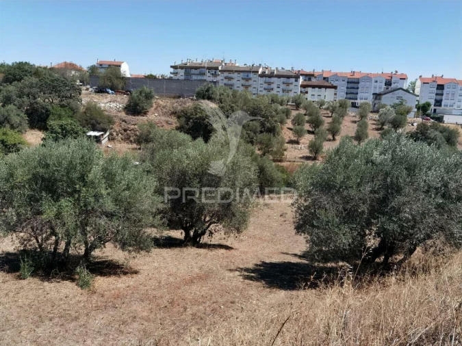 Terreno para Venda em Alcanena e Vila Moreira Foto 7