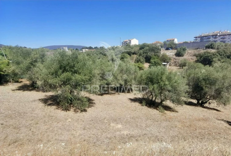 Terreno para Venda em Alcanena e Vila Moreira Foto 13