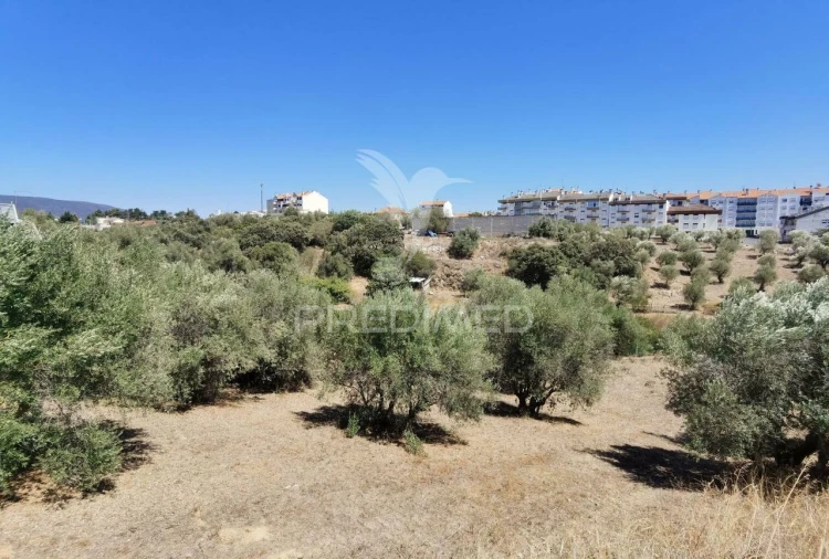 Terreno para Venda em Alcanena e Vila Moreira Foto 21