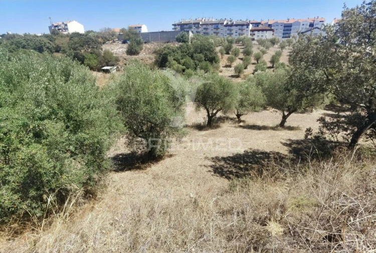 Terreno para Venda em Alcanena e Vila Moreira Foto 16