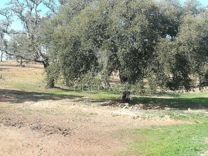 Quinta T2 para Venda em Santiago do Cacém, Santa Cruz e São Bartolomeu da Serra Foto 36
