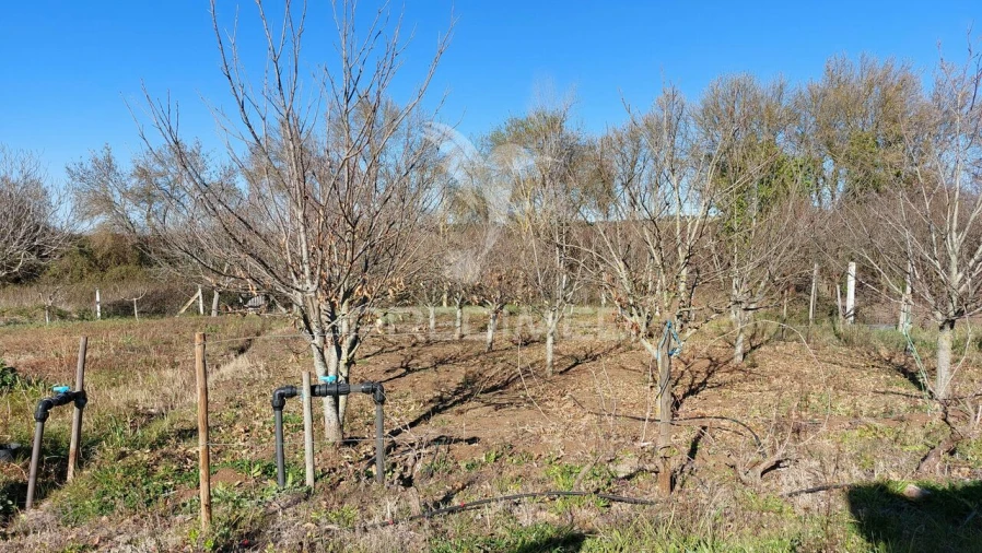 Terreno para Venda em Trigaches e São Brissos Foto 5