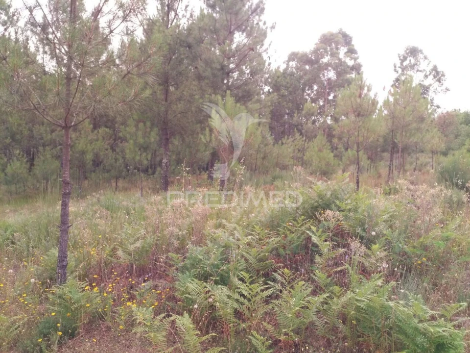 Terreno para Venda em Mangualde, Mesquitela e Cunha Alta Foto 11