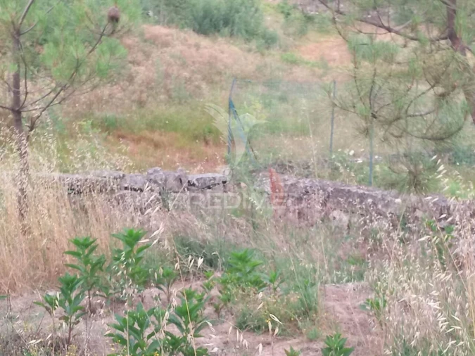 Terreno para Venda em Mangualde, Mesquitela e Cunha Alta Foto 6