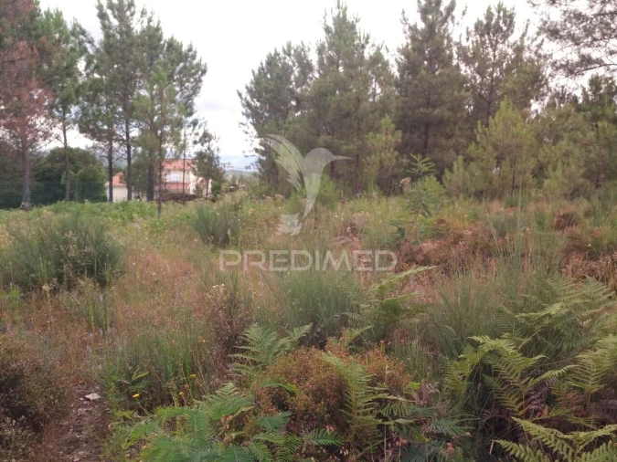 Terreno para Venda em Mangualde, Mesquitela e Cunha Alta Foto 9