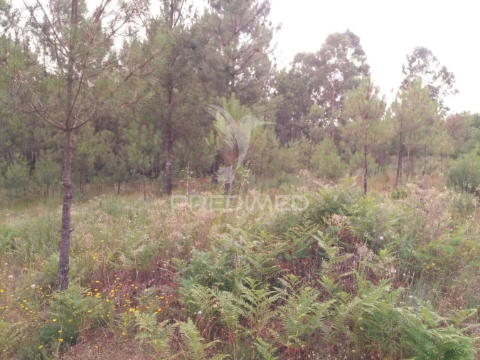 Terreno para Venda em Mangualde, Mesquitela e Cunha Alta Foto 11