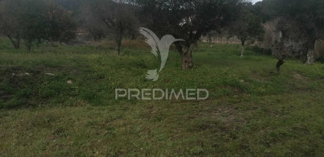 Quinta T6 para Venda em Ribeira de Nisa e Carreiras Foto 11