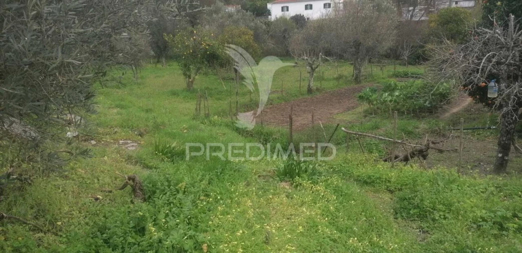 Quinta T6 para Venda em Ribeira de Nisa e Carreiras Foto 14