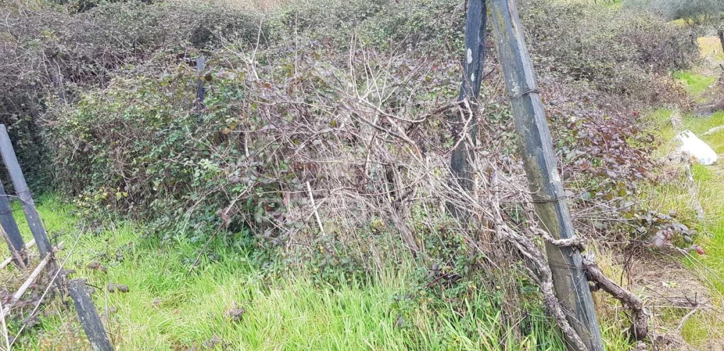 Terreno para Venda em Moura Morta e Vinhós Foto 2