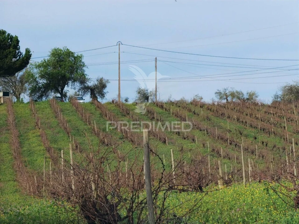 Quinta T3 para Venda em Casével e Vaqueiros Foto 37